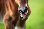 Welsh Cob foal