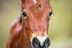 Welsh Cob foal