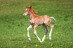 Welsh Cob foal