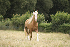 Welsh Cob
