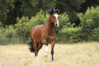 Welsh Cob