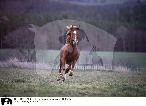 Welsh D Pony Portrait / Welsh D Pony Portrait / STM-01781