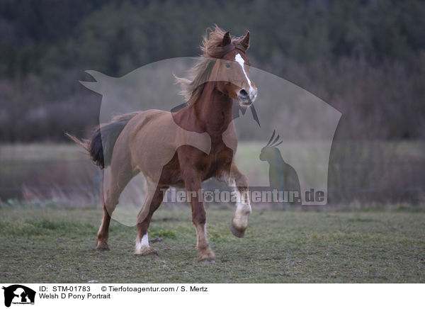 Welsh D Pony Portrait / Welsh D Pony Portrait / STM-01783
