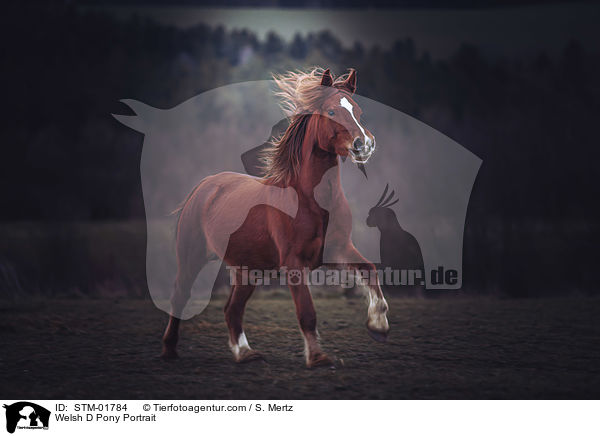 Welsh D Pony Portrait / Welsh D Pony Portrait / STM-01784