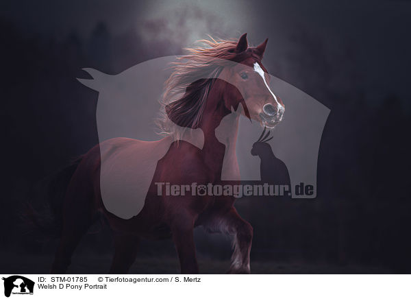 Welsh D Pony Portrait / STM-01785
