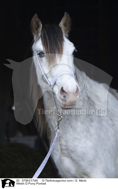Welsh D Pony Portrait / STM-01789