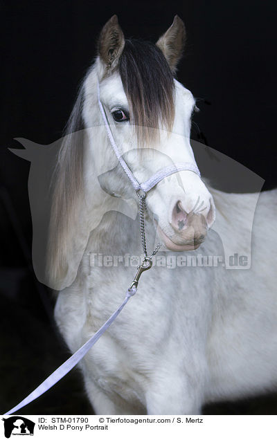 Welsh D Pony Portrait / Welsh D Pony Portrait / STM-01790