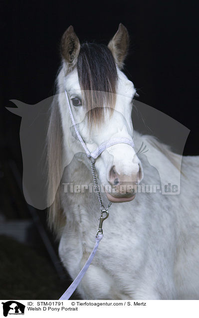 Welsh D Pony Portrait / Welsh D Pony Portrait / STM-01791