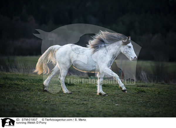 rennendes Welsh D Pony / running Welsh D Pony / STM-01807