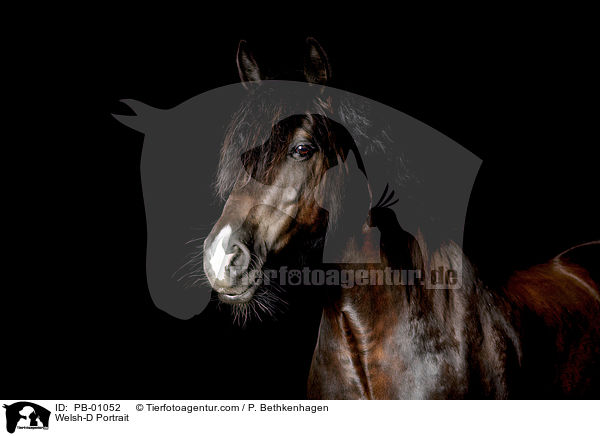 Welsh-D Portrait / Welsh-D Portrait / PB-01052