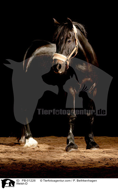 Welsh-D / Welsh-D / PB-01226