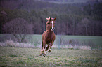 Welsh D Pony Portrait