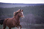 Welsh D Pony Portrait
