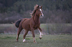 Welsh D Pony Portrait