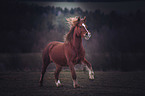 Welsh D Pony Portrait