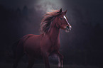 Welsh D Pony Portrait