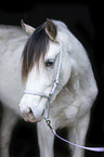 Welsh D Pony Portrait