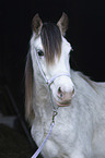 Welsh D Pony Portrait