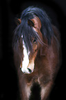 Welsh D Pony