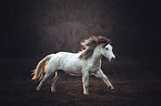 running Welsh D Pony