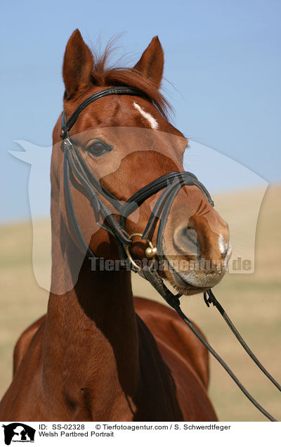 Welsh Partbred Portrait / SS-02328