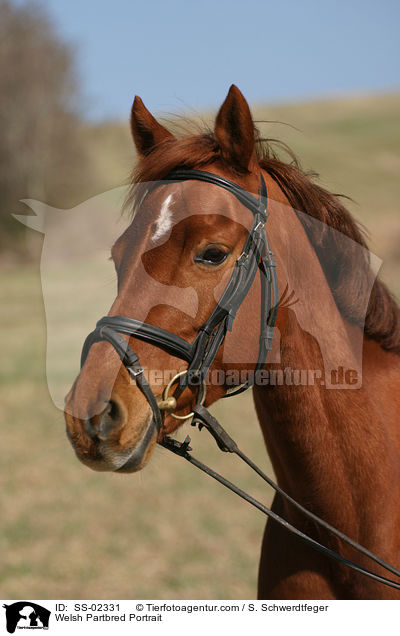 Welsh Partbred Portrait / SS-02331