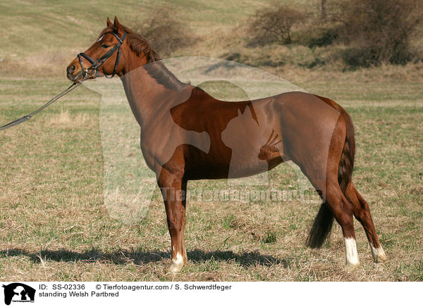 stehendes Welsh Partbred / standing Welsh Partbred / SS-02336