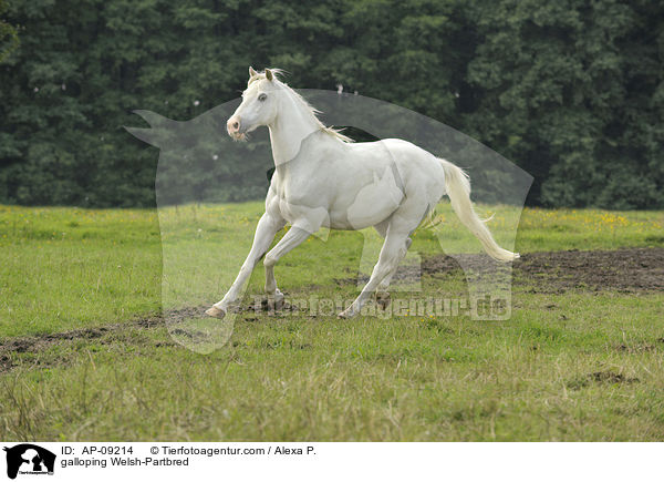 galoppierendes Welsh-Partbred / galloping Welsh-Partbred / AP-09214
