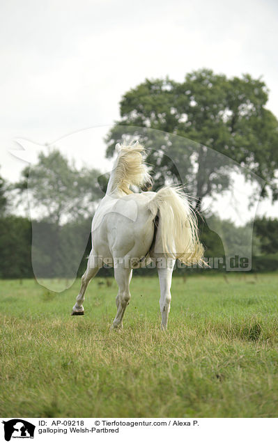 galoppierendes Welsh-Partbred / galloping Welsh-Partbred / AP-09218