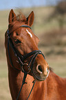 Welsh Partbred Portrait