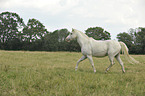 trotting Welsh-Partbred