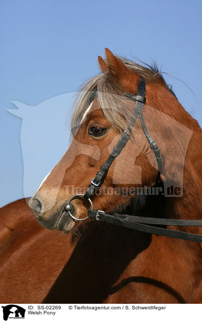 Welsh Pony / Welsh Pony / SS-02269