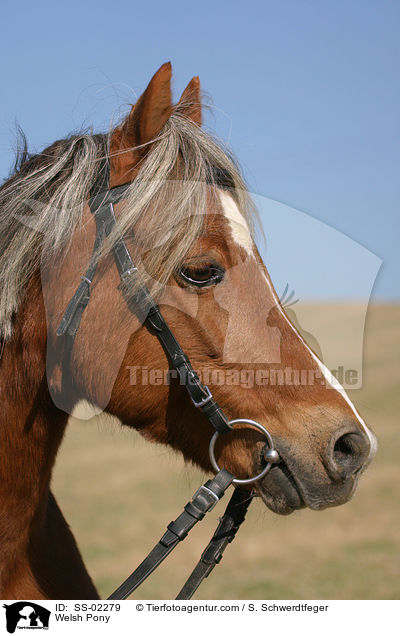 Welsh Pony / Welsh Pony / SS-02279