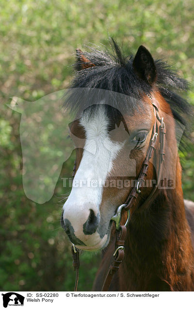 Welsh Pony / Welsh Pony / SS-02280