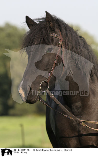 Welsh Pony / Welsh Pony / EH-01175