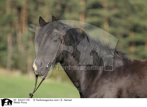 Welsh Pony / Welsh Pony / EH-01176