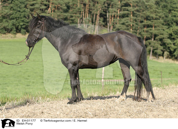 Welsh Pony / Welsh Pony / EH-01177