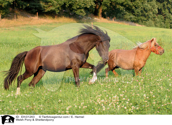 Welsh Pony & Shetlandpony / Welsh Pony & Shetlandpony / EH-01263