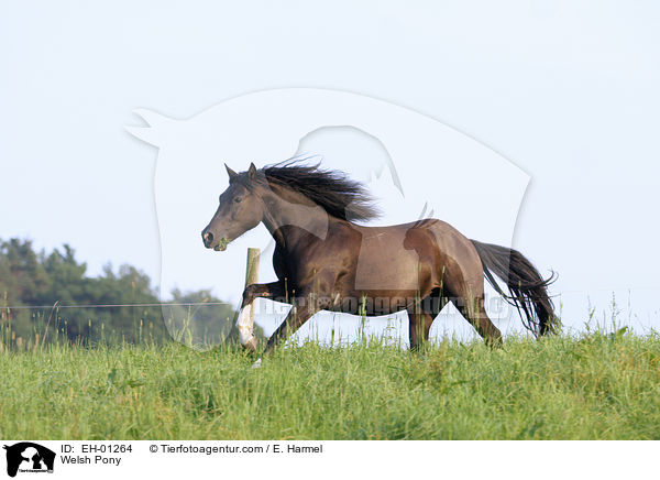 Welsh Pony / Welsh Pony / EH-01264