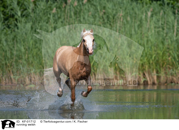 rennendes Welsh-Pony / running welsh / KF-01712