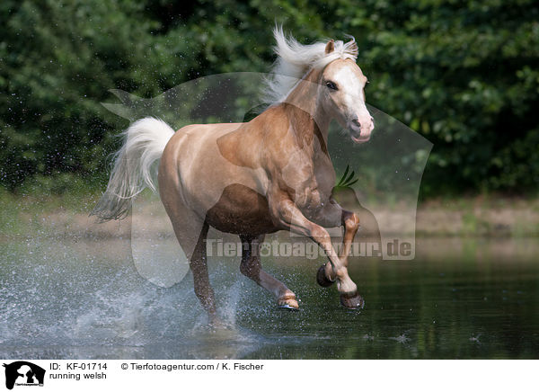 rennendes Welsh-Pony / running welsh / KF-01714