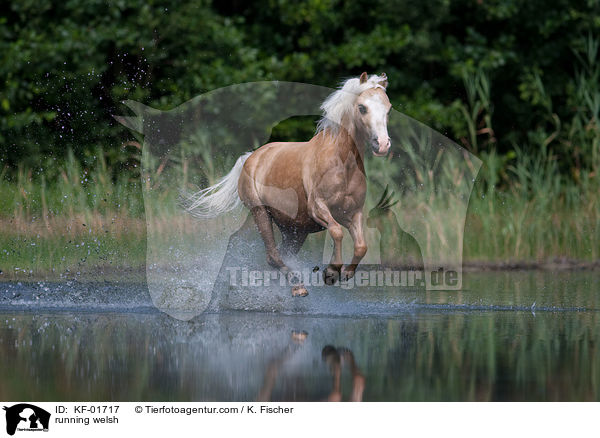 rennendes Welsh-Pony / running welsh / KF-01717