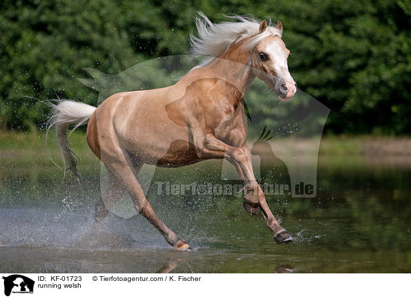 rennendes Welsh-Pony / running welsh / KF-01723