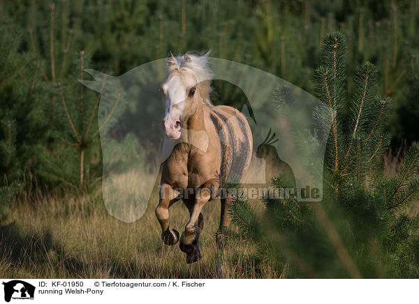 rennendes Welsh-Pony / running Welsh-Pony / KF-01950