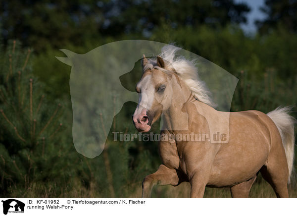 rennendes Welsh-Pony / running Welsh-Pony / KF-01952