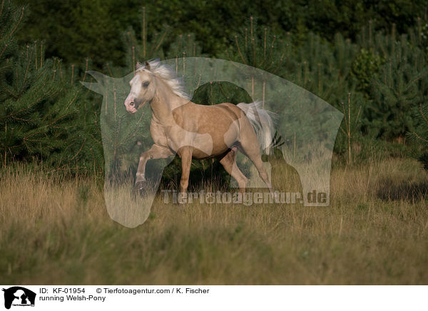 rennendes Welsh-Pony / running Welsh-Pony / KF-01954