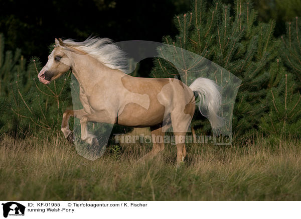 rennendes Welsh-Pony / running Welsh-Pony / KF-01955