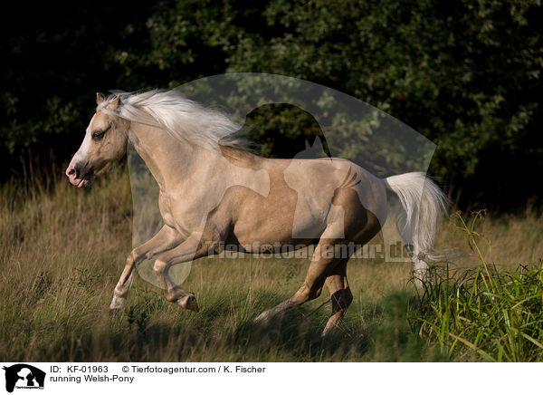 rennendes Welsh-Pony / running Welsh-Pony / KF-01963