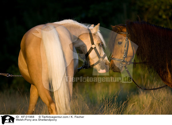 Welsh-Pony und Shetlandpony / Welsh-Pony ans Shetlandpony / KF-01968