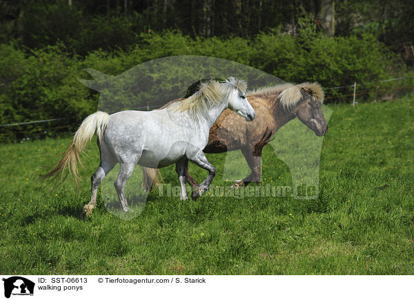 laufende Ponys / walking ponys / SST-06613